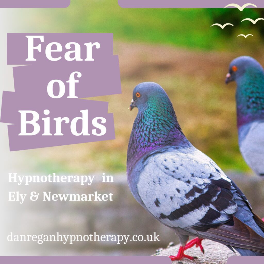 Fear of Birds Hypnotherapy in Ely & Newmarket