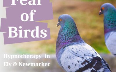 Fear of Birds Hypnotherapy